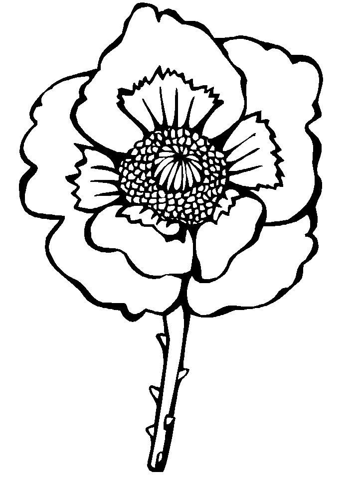 赤いポピーの花 ぬりえ