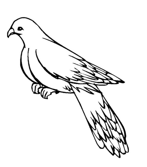 秋の鳩 ぬりえ