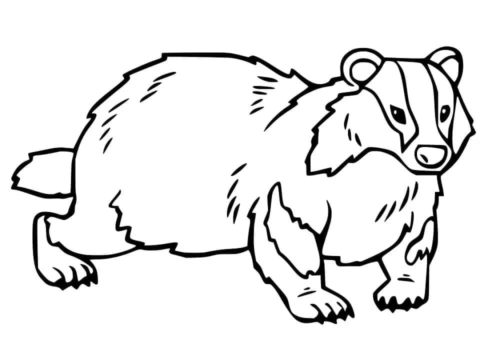 描画 アナグマ ぬりえ