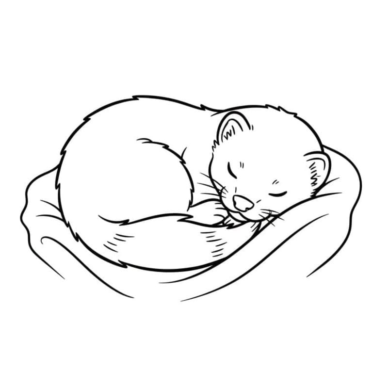 描画 フェレット ぬりえ