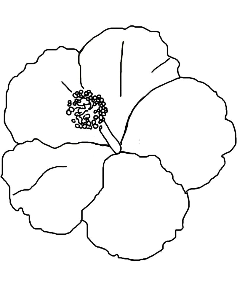 描画 ハイビスカス 無料 ぬりえ