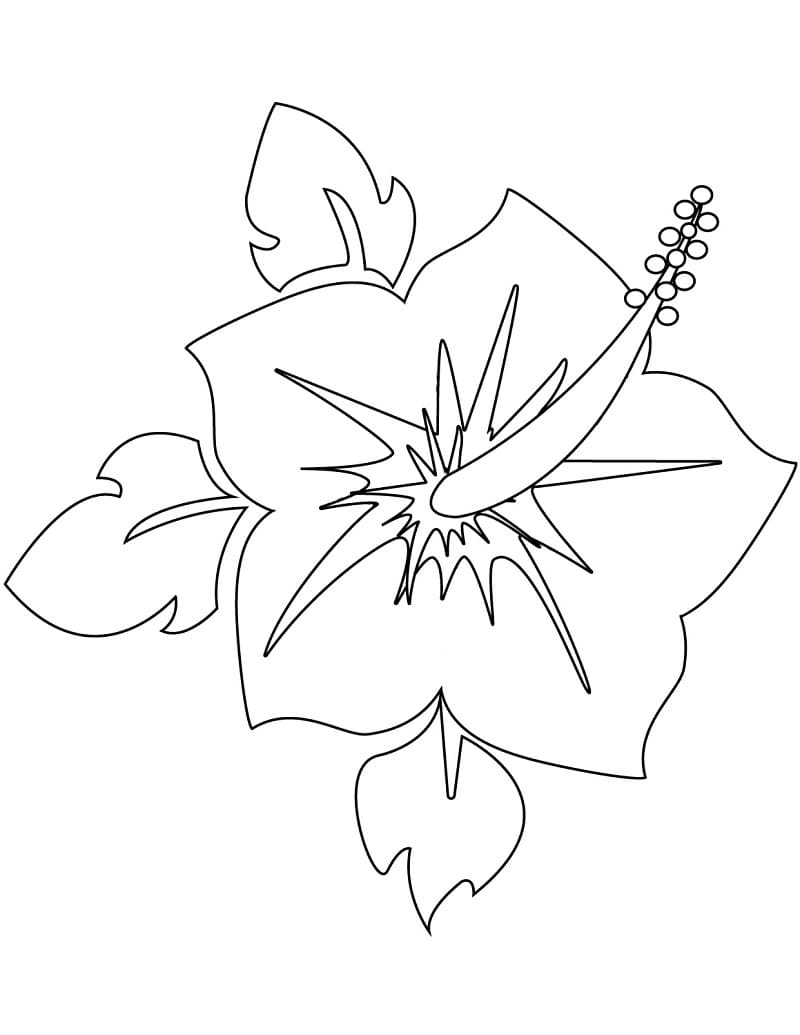 描画 ハイビスカス ぬりえ