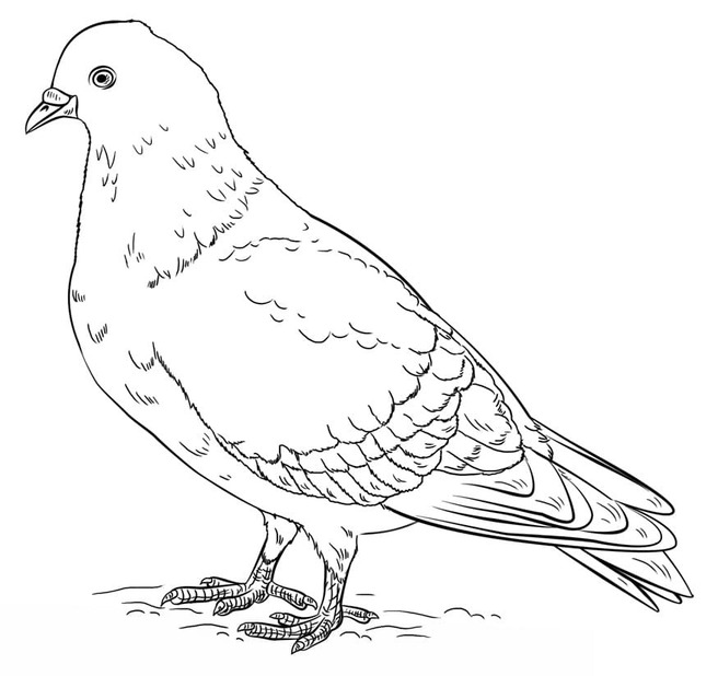 描画 鳩 ぬりえ