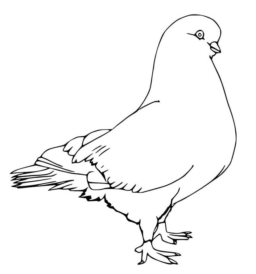 描画イメージ 鳩 ぬりえ