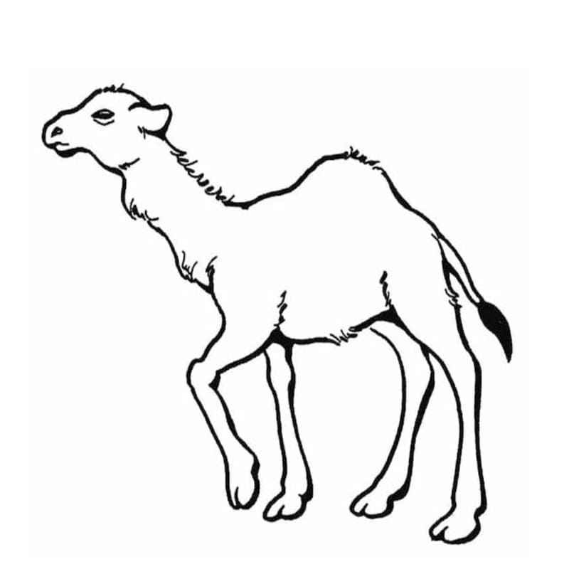 描画 キャメル ぬりえ