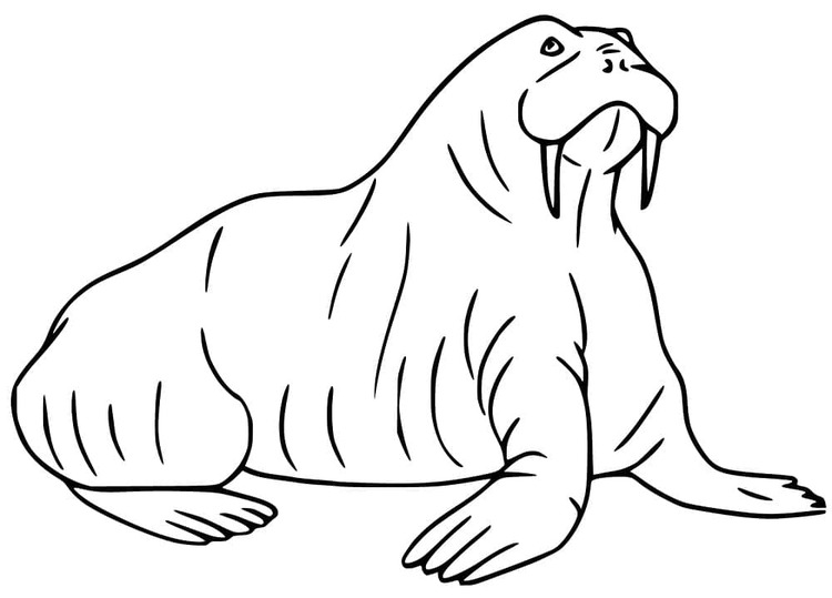 描画 セイウチ 無料 ぬりえ
