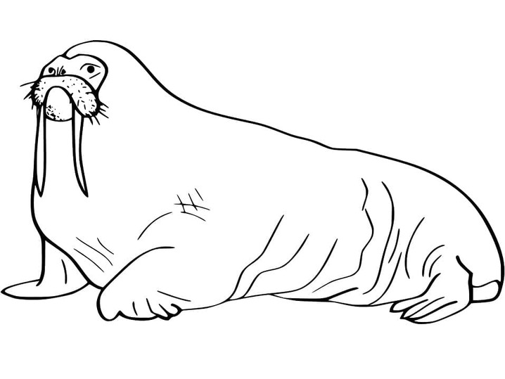 描画 セイウチ ぬりえ