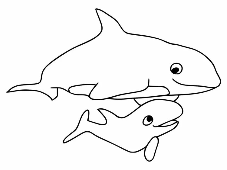 描画 シャチ 無料 ぬりえ