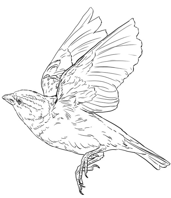 描画 スズメ 無料 ぬりえ