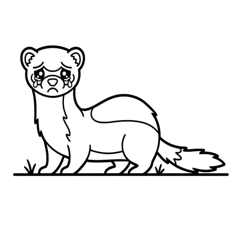 フェレット 描画 ぬりえ
