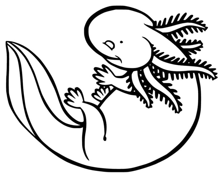 画像 アホロートル ぬりえ
