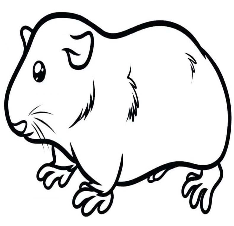 画像 モルモット 無料で ぬりえ
