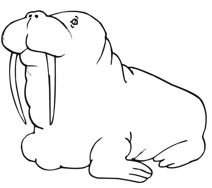 画像 セイウチ 印刷 ぬりえ