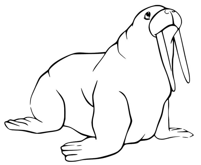 画像 セイウチ 基本的な ぬりえ