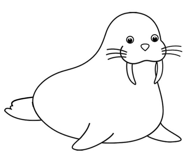 画像 セイウチ 単純 ぬりえ