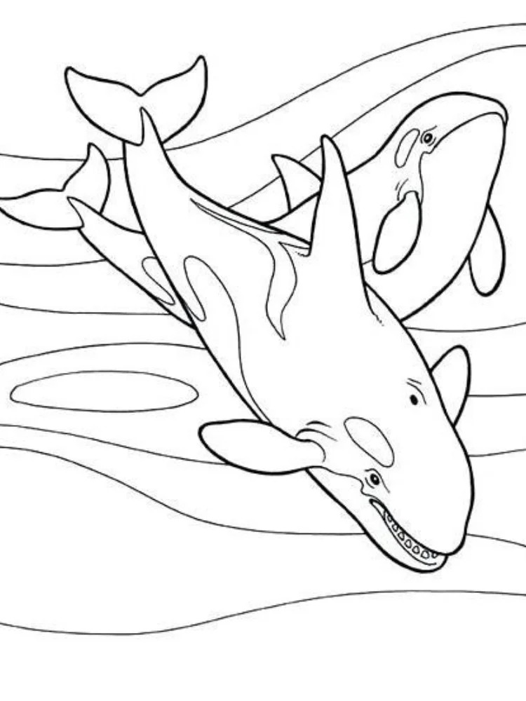 画像 シャチ 印刷 ぬりえ