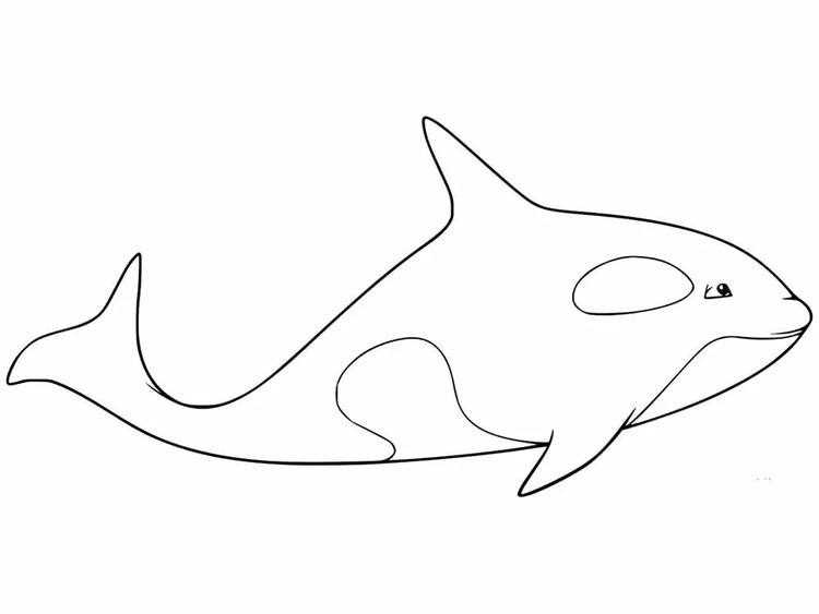 画像 シャチ 無料で ぬりえ