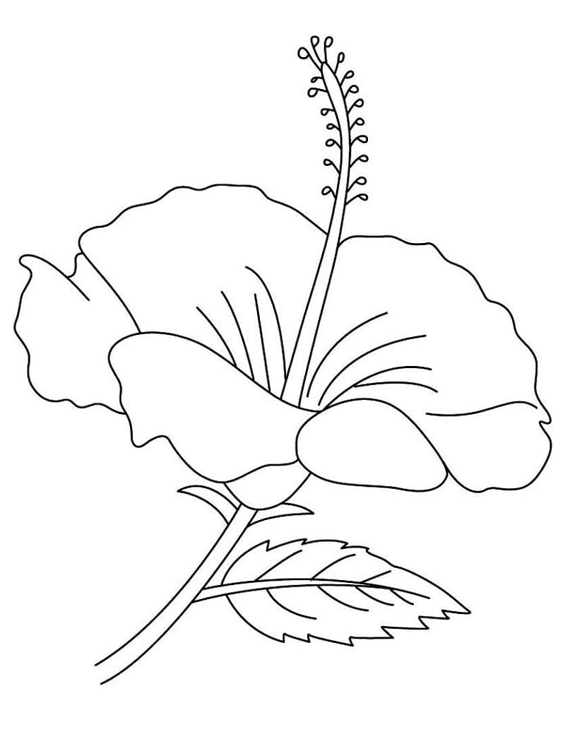 ハイビスカス 画像 ぬりえ