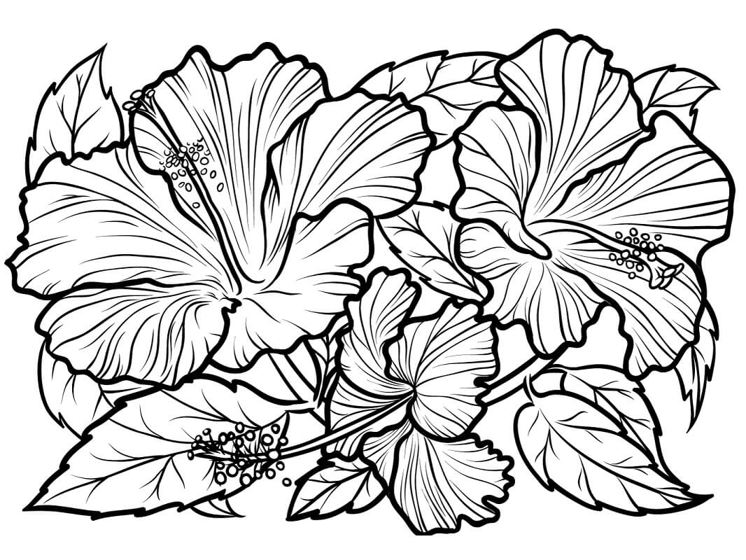 ハイビスカスの花は無料で使用できます ぬりえ