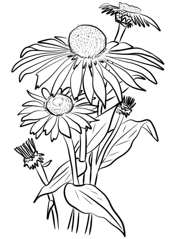 花 デイジー 描画 ぬりえ