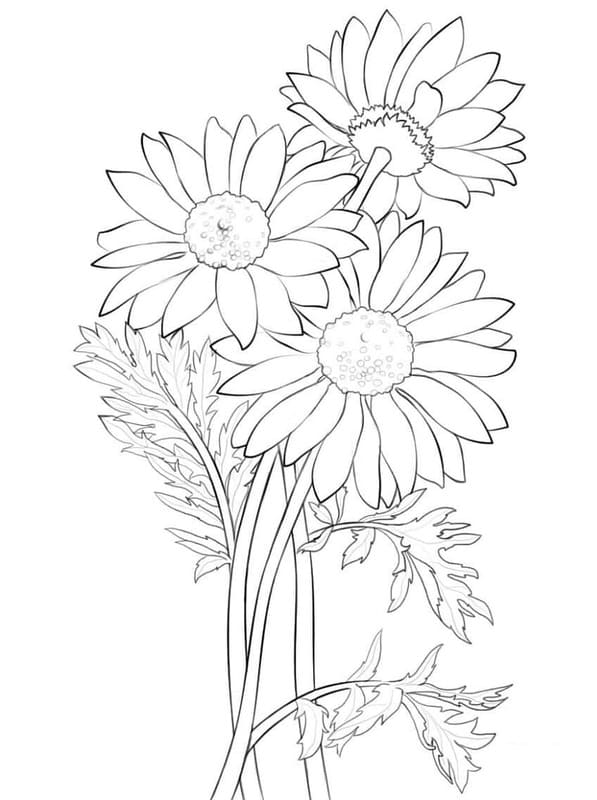 花 デイジー 自由な描画 ぬりえ