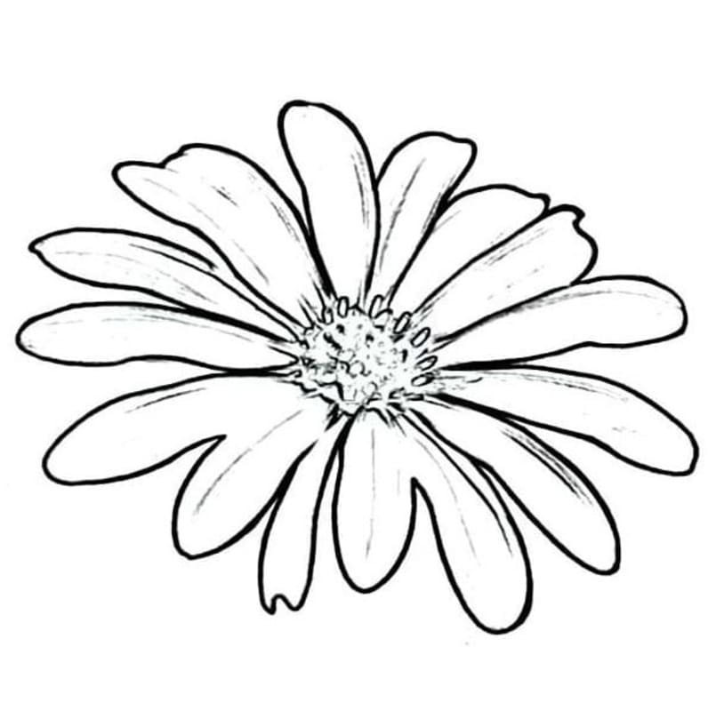 花 デイジー の描画 ぬりえ