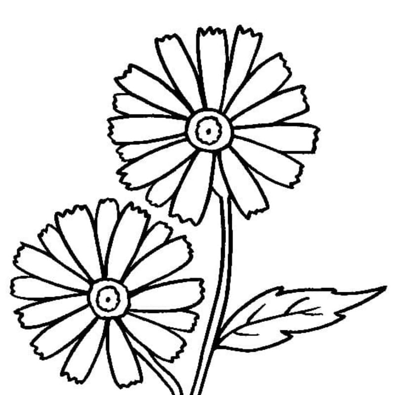 花 デイジー 植物 ぬりえ
