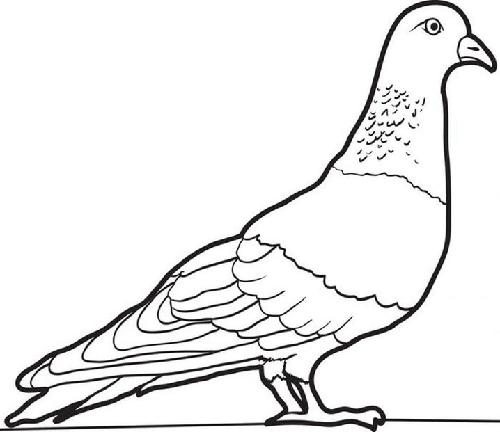 鳩 描画 ぬりえ