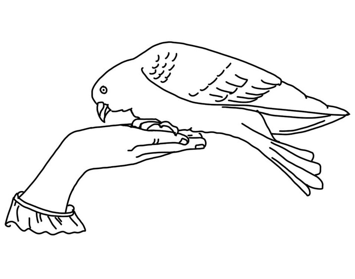 鳩 無料で ぬりえ
