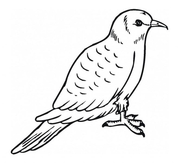 鳩 難しい ぬりえ