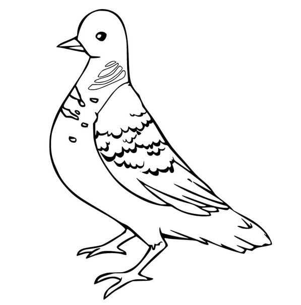 鳩 リアルな ぬりえ