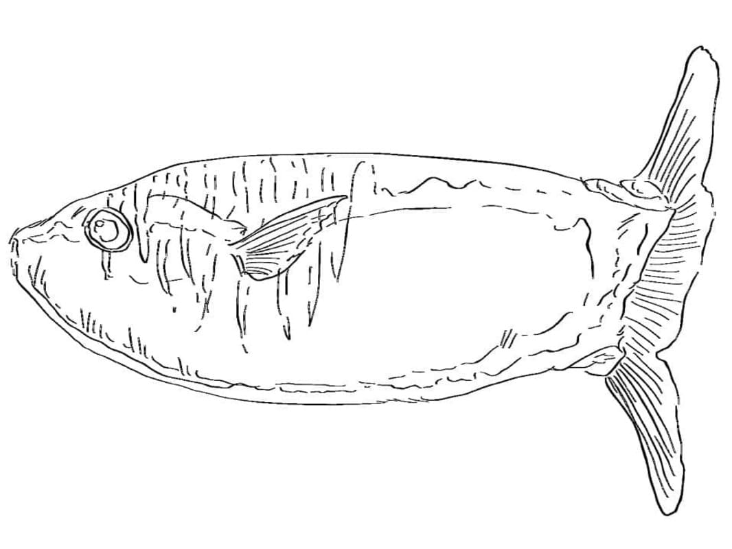 細長いマンボウ ぬりえ