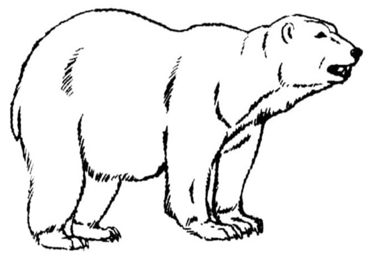 印刷 ホッキョクグマ 描く ぬりえ