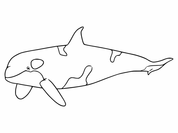 印刷可能 シャチ ぬりえ