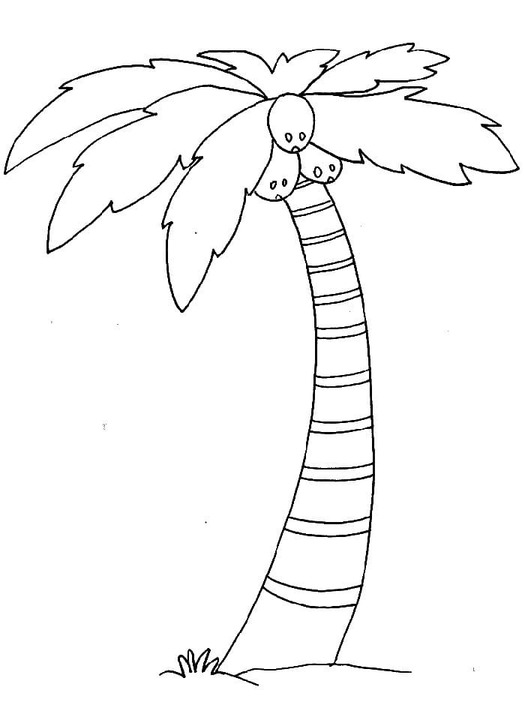 印刷可能 ヤシの木 ぬりえ