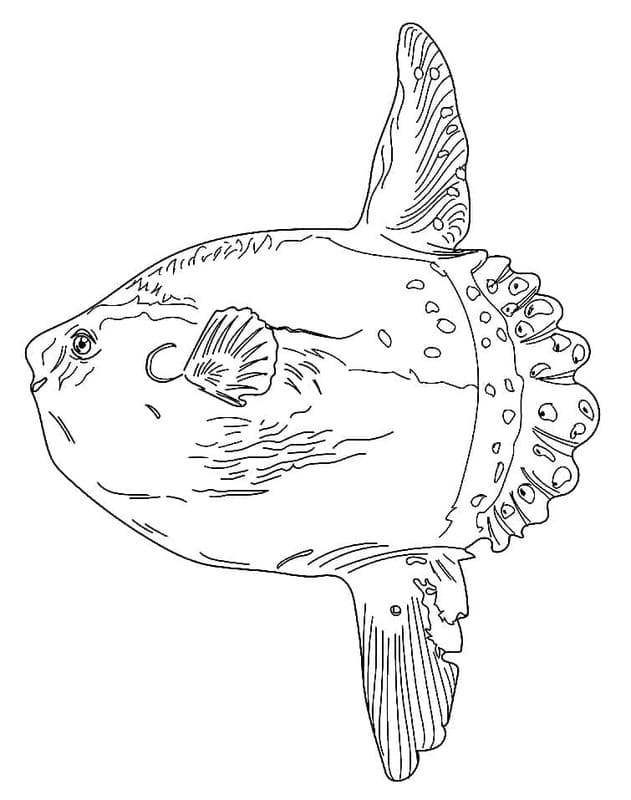 印刷可能なマンボウ ぬりえ