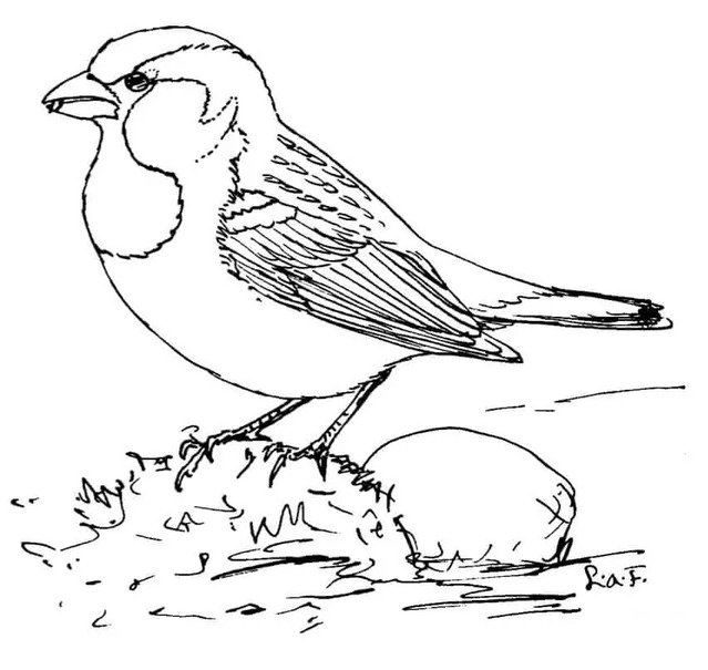 印刷 スズメ 描く ぬりえ