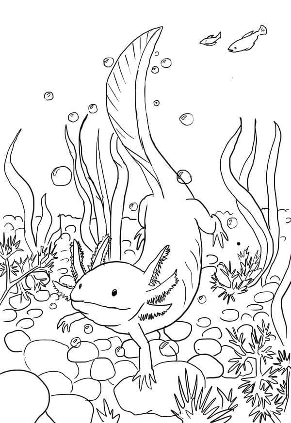 描く アホロートル ぬりえ