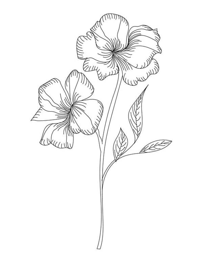 描く ハイビスカス ぬりえ