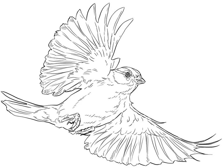 描く スズメ ぬりえ