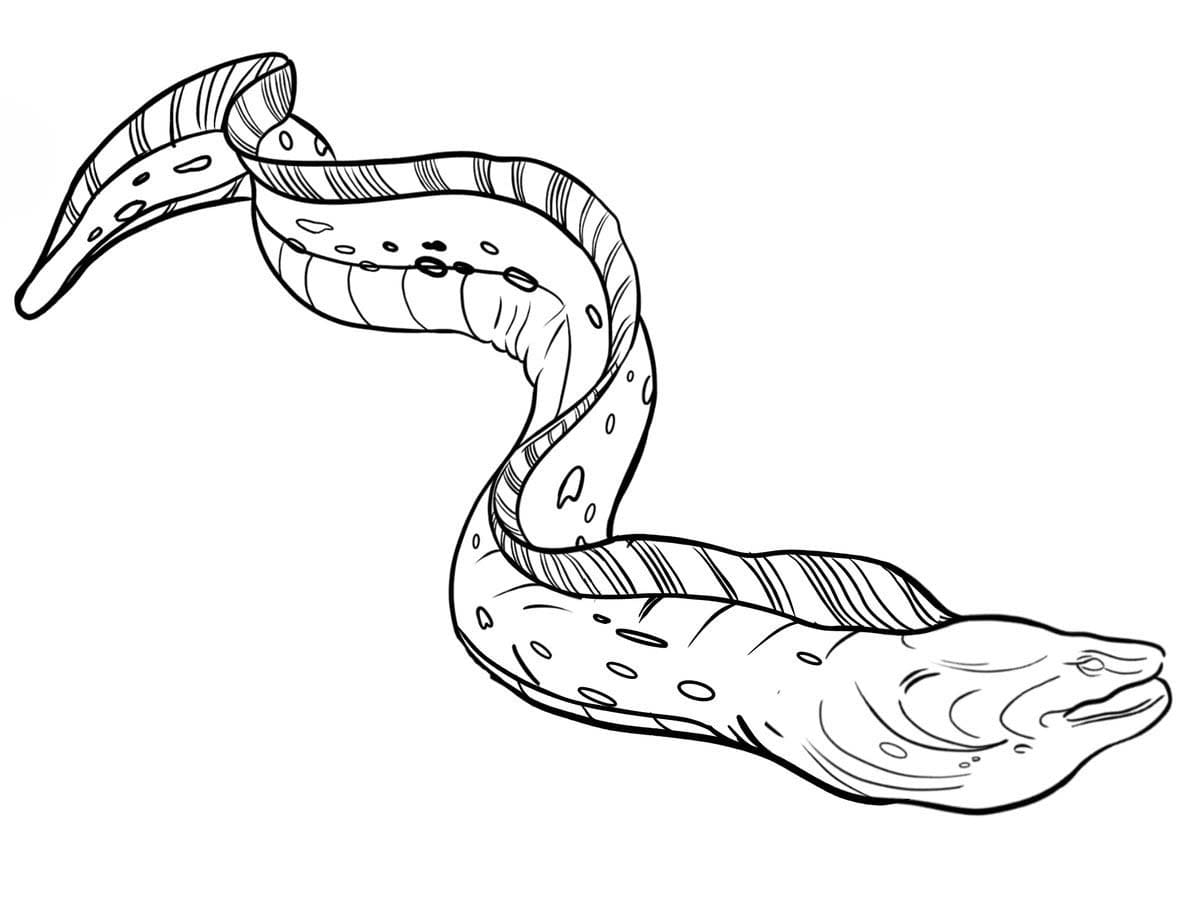 描く うなぎ ぬりえ