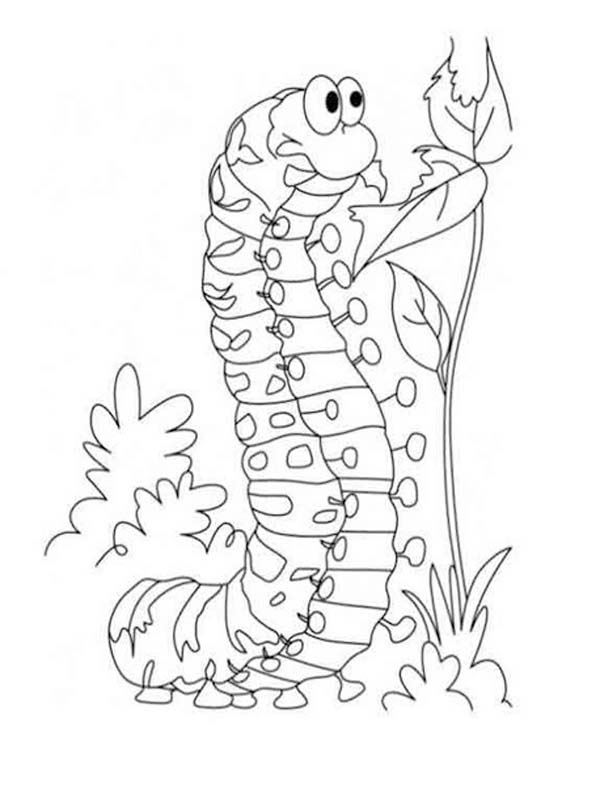 基本的な イモムシ 描く ぬりえ