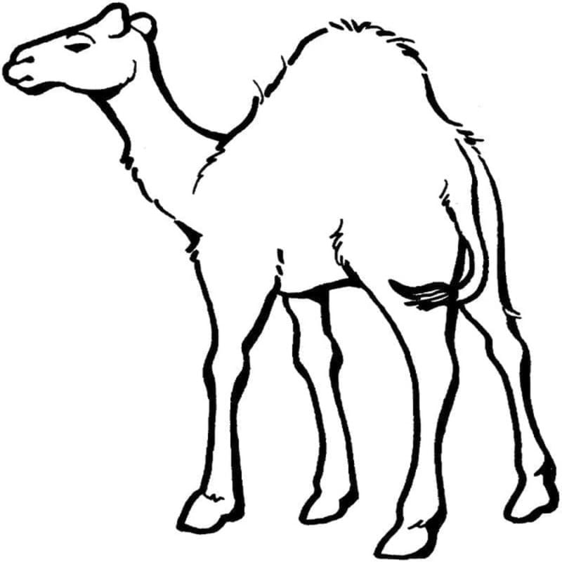 基本的な キャメル 描く ぬりえ
