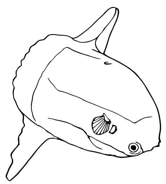 基本的なマンボウ ぬりえ