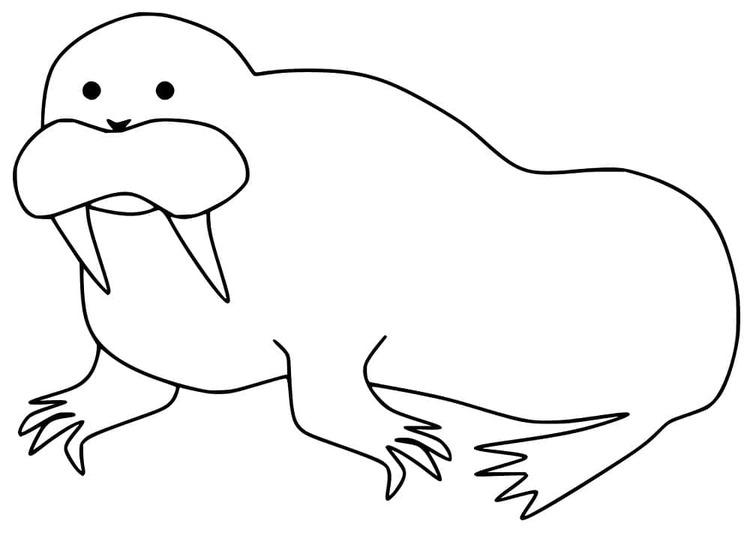 基本的な セイウチ 描く ぬりえ