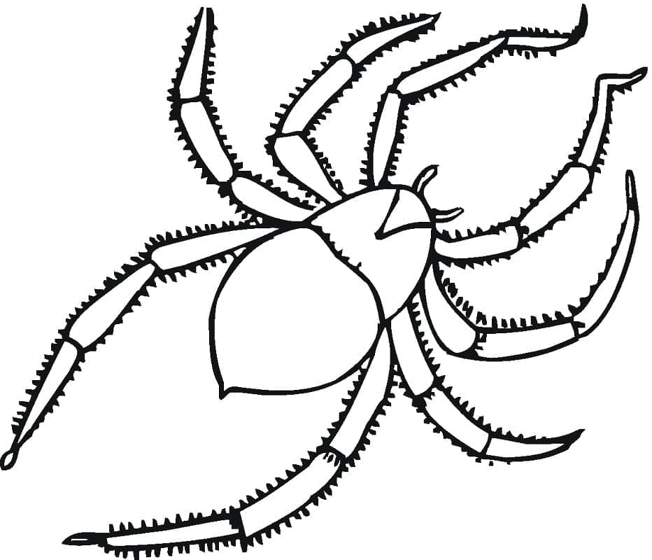 蜘蛛 印刷可能な描画 ぬりえ