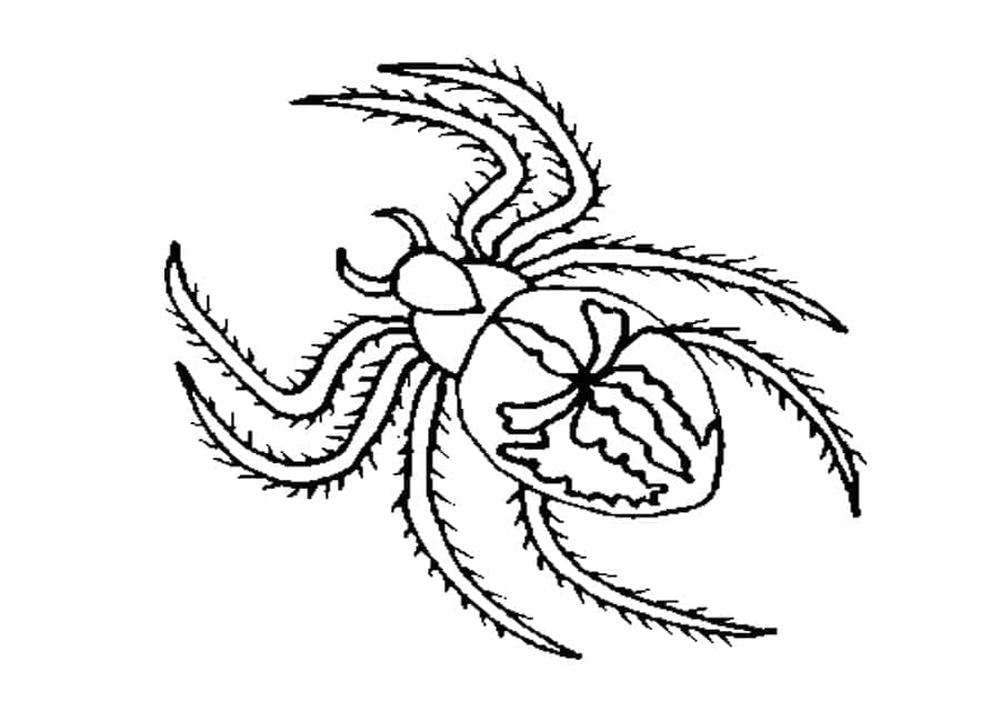 蜘蛛を簡単に描く ぬりえ