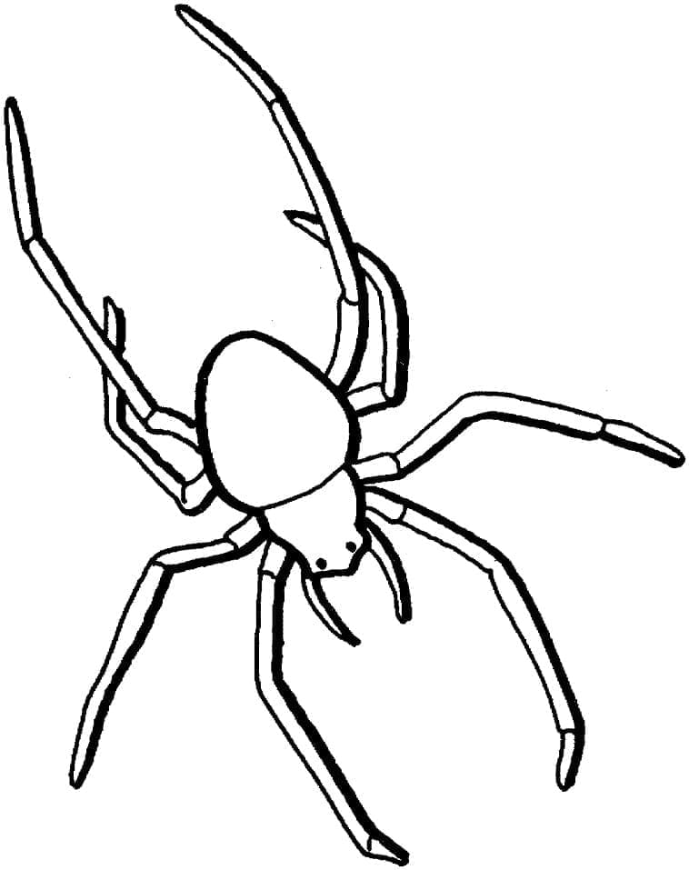 蜘蛛を無料で簡単に描く ぬりえ