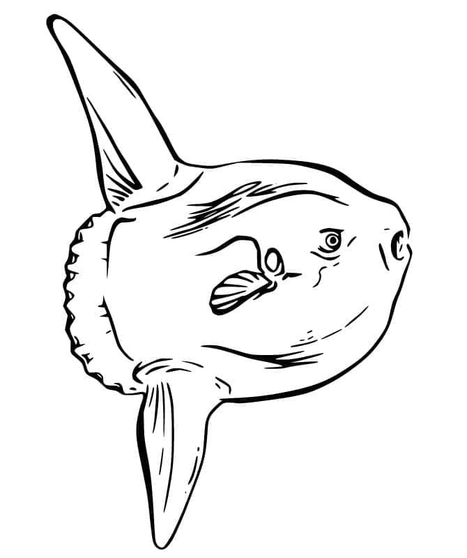 マンボウの絵 ぬりえ
