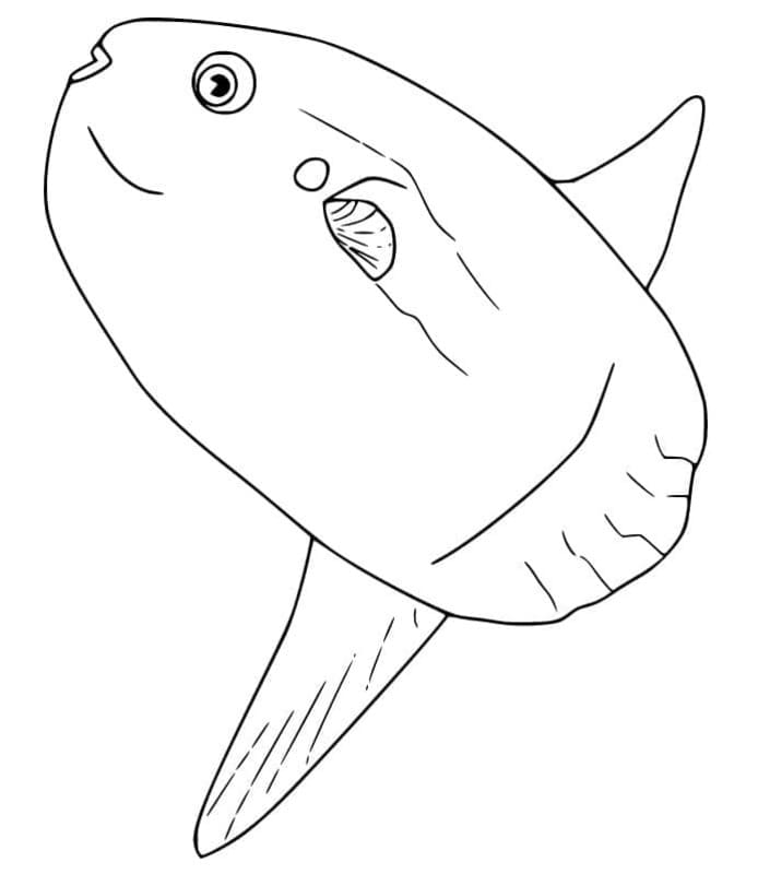マンボウを描く ぬりえ